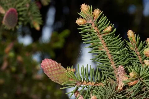 Spruce in the spring on the garden plot. Spruce cones are formed Foto stock
