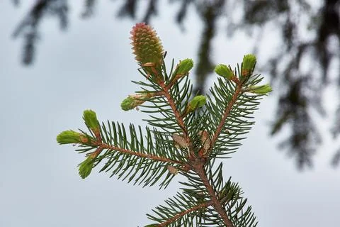 Spruce in the spring on the garden plot. Spruce cones are formed Stock Photos