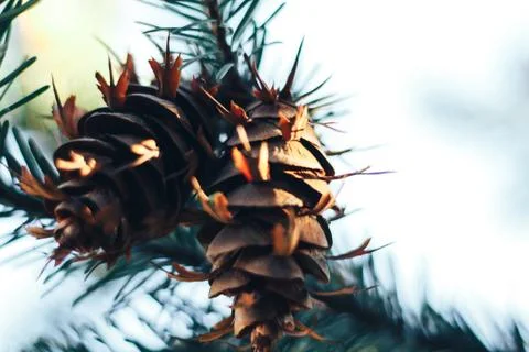 Spruce in the spring Stock Photos