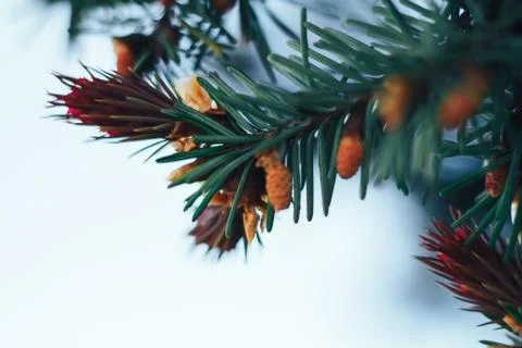 Spruce in the spring Stock Photos