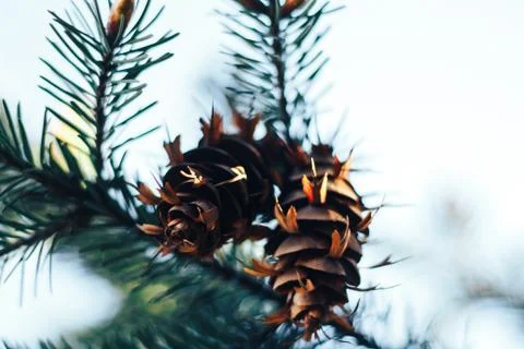 Spruce in the spring Stock Photos