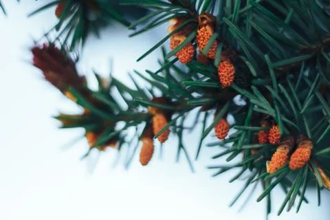 Spruce in the spring Stock Photos