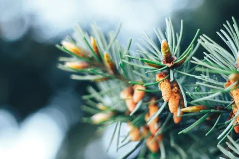 Spruce in the spring Stock Photos