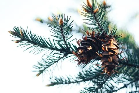 Spruce in the spring Stock Photos