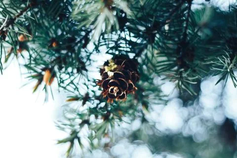 Spruce in the spring Stock Photos