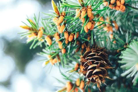 Spruce in the spring Stock Photos