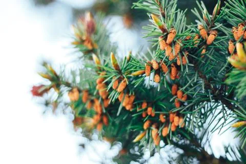 Spruce in the spring Stock Photos