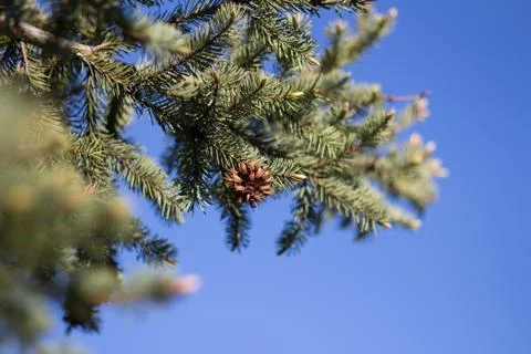 Spruce in the spring Foto stock
