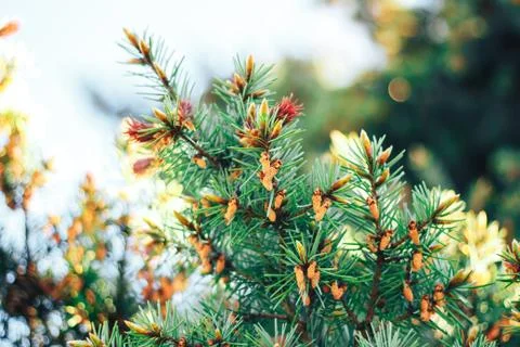 Spruce in the spring Stock Photos