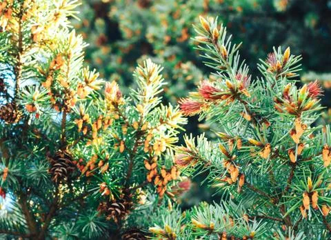 Spruce in the spring Stock Photos