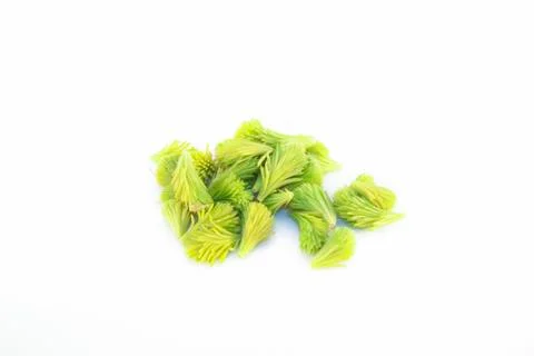 Spruce sprouts isolated Stock Photos