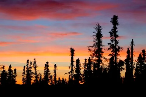 Spruce sunset Stock Photos