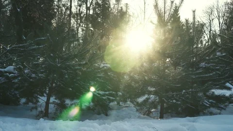 Spruce on sunset in winter Vídeo Stock 70561447