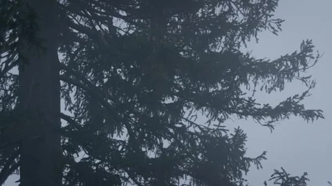 Spruce sways in strong wind amid fog in a cold mountain forest Stock Footage 297740745