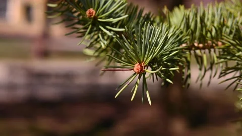 The spruce is swinging on the wind 2 Stock Footage 179985056