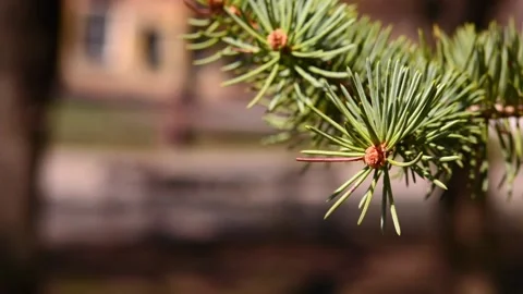 The spruce is swinging on the wind 3 Stock Footage 179988193
