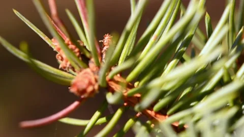 The spruce is swinging on the wind 4 Stock Footage 179988191