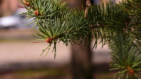 The spruce is swinging on the wind Stock Footage 179985041