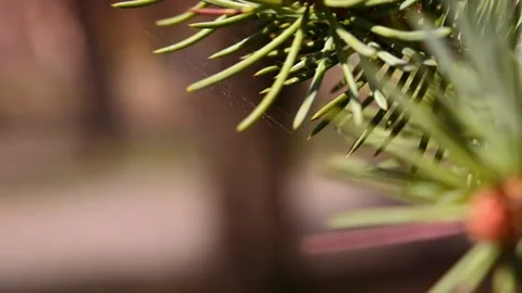 The spruce is swinging on the wind. Stock Footage 179988441
