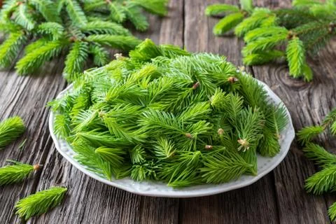 Spruce tips collected to prepare spruce syrup Stock Photos