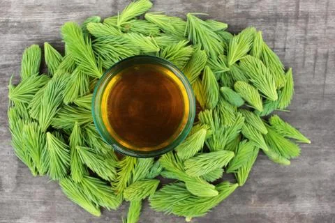 Spruce Tips tea in glass and conifer young green cones on rustic background Stock Photos