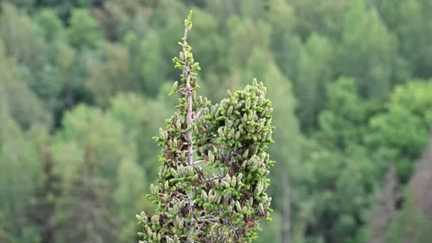 Spruce top full of cones Stock Footage 247372293