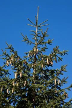 Spruce top Stock Photos