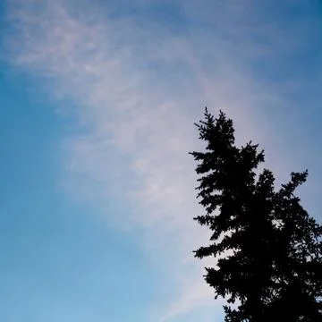 Spruce top Stock Photos