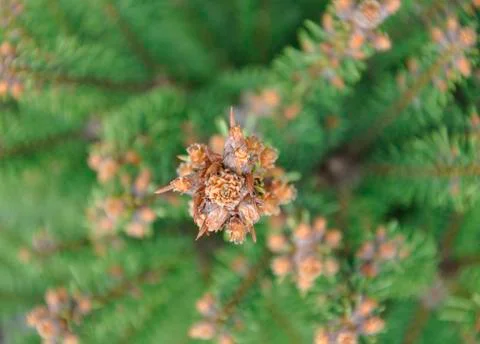 The spruce top Stock Photos