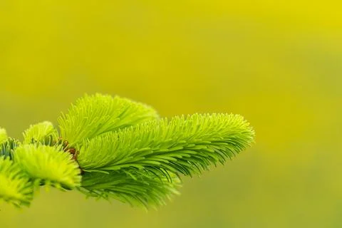 Spruce top Stock Photos