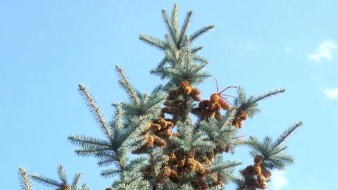 Spruce top with pine cones Stock Footage 141330301