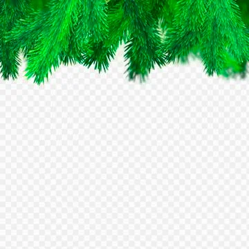 Spruce Transparent background Stock Illustration