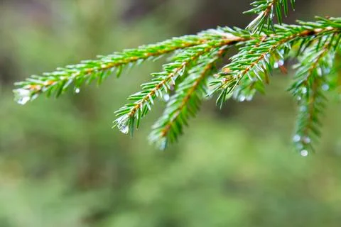 Spruce tree after the rain. A bright evergreen pine tree green needles branch Stock Photos