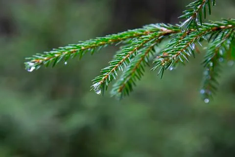Spruce tree after the rain. A bright evergreen pine tree green needles branch Stock Photos