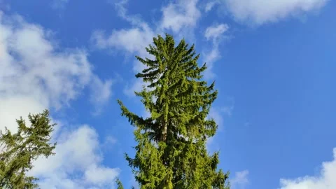 Spruce tree against the backdrop of floating clouds Stock-Footage 332622887