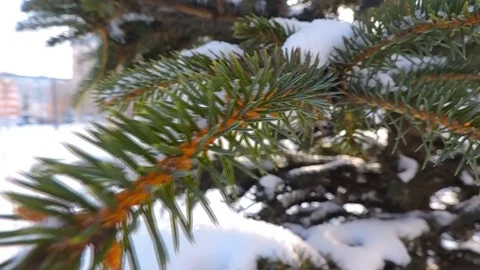 Spruce tree and snow in winter park Stock Footage 100810136