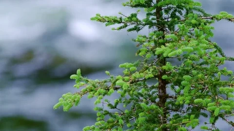 Spruce tree and wild river 스톡 동영상 81722991
