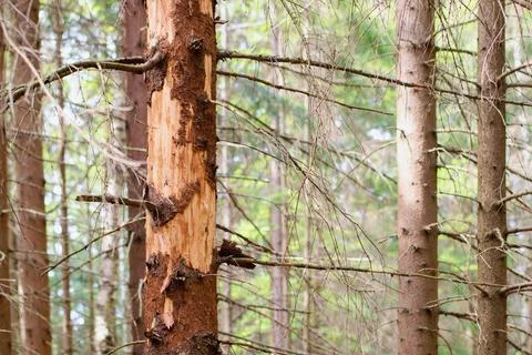 Spruce tree attacked and damaged  with bark beetle Stock-Fotos