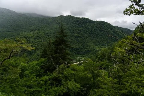 Spruce tree on the background of mountains and forests of Georgia, cloudy sky Stock Photos