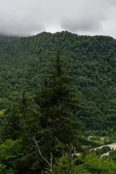 Spruce tree on the background of mountains and forests of Georgia cloudy sky Stock Photos