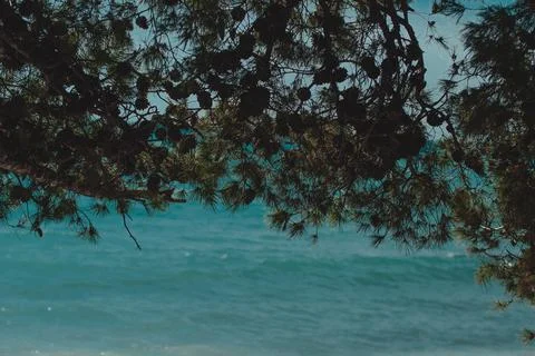 Spruce tree on the background of the sea Foto stock