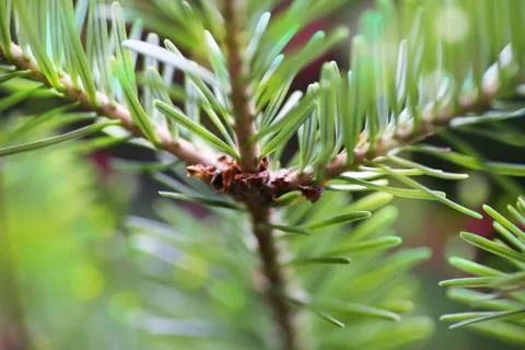 Spruce tree background with subtle lights behind the branch Stock Photos