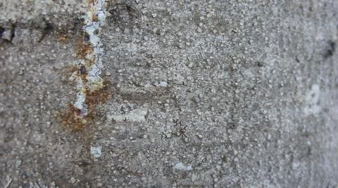 Spruce tree bark background, tree bark texture Stock Photos