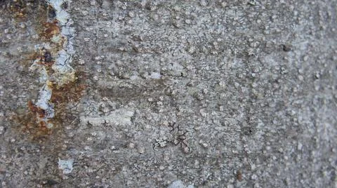 Spruce tree bark background, tree bark texture Foto stock