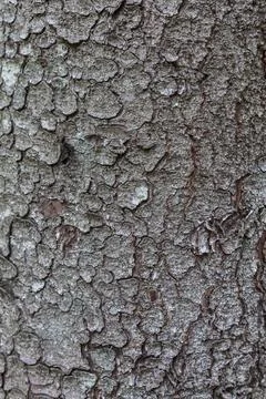Spruce tree bark close up the exfoliating bark of the tree light gradient n.. Stock Photos