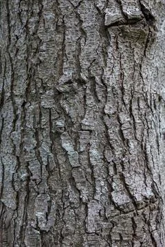 Spruce tree bark close up the exfoliating bark of the tree light gradient n.. Stock Photos