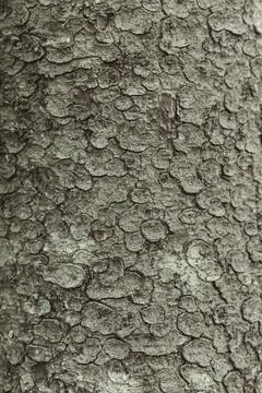 Spruce tree bark close up the exfoliating bark of the tree light gradient n.. Stock Photos