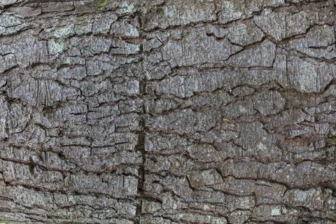 Spruce tree bark close up the exfoliating bark of the tree light gradient n.. 스톡 사진