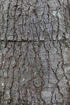 Spruce tree bark close up the exfoliating bark of the tree light gradient n.. Foto stock