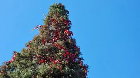 Spruce Tree With Bindweed In Autumn Stock Photos
